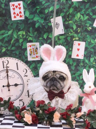 20250416くりこちゃん